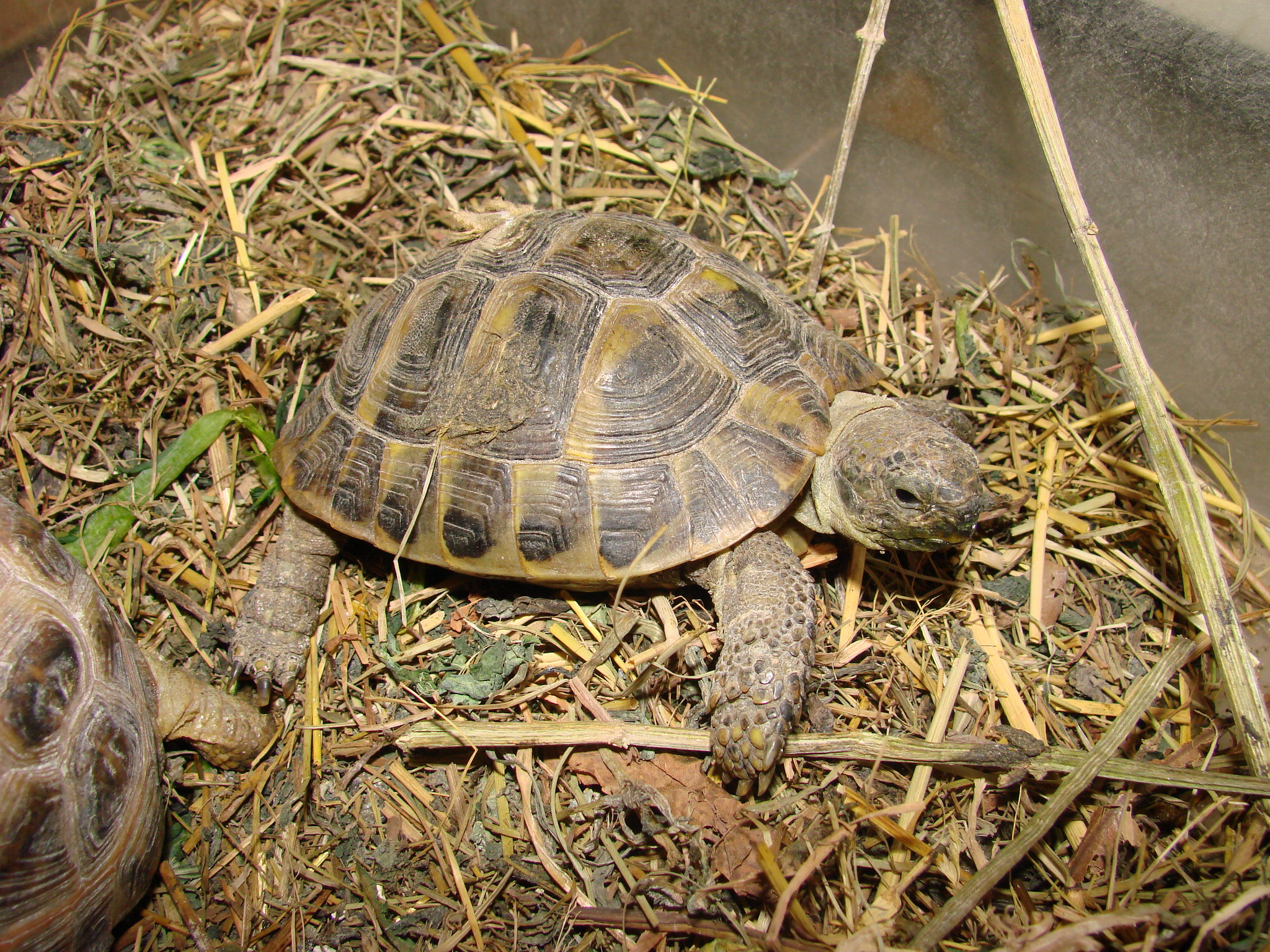 żółw grecki