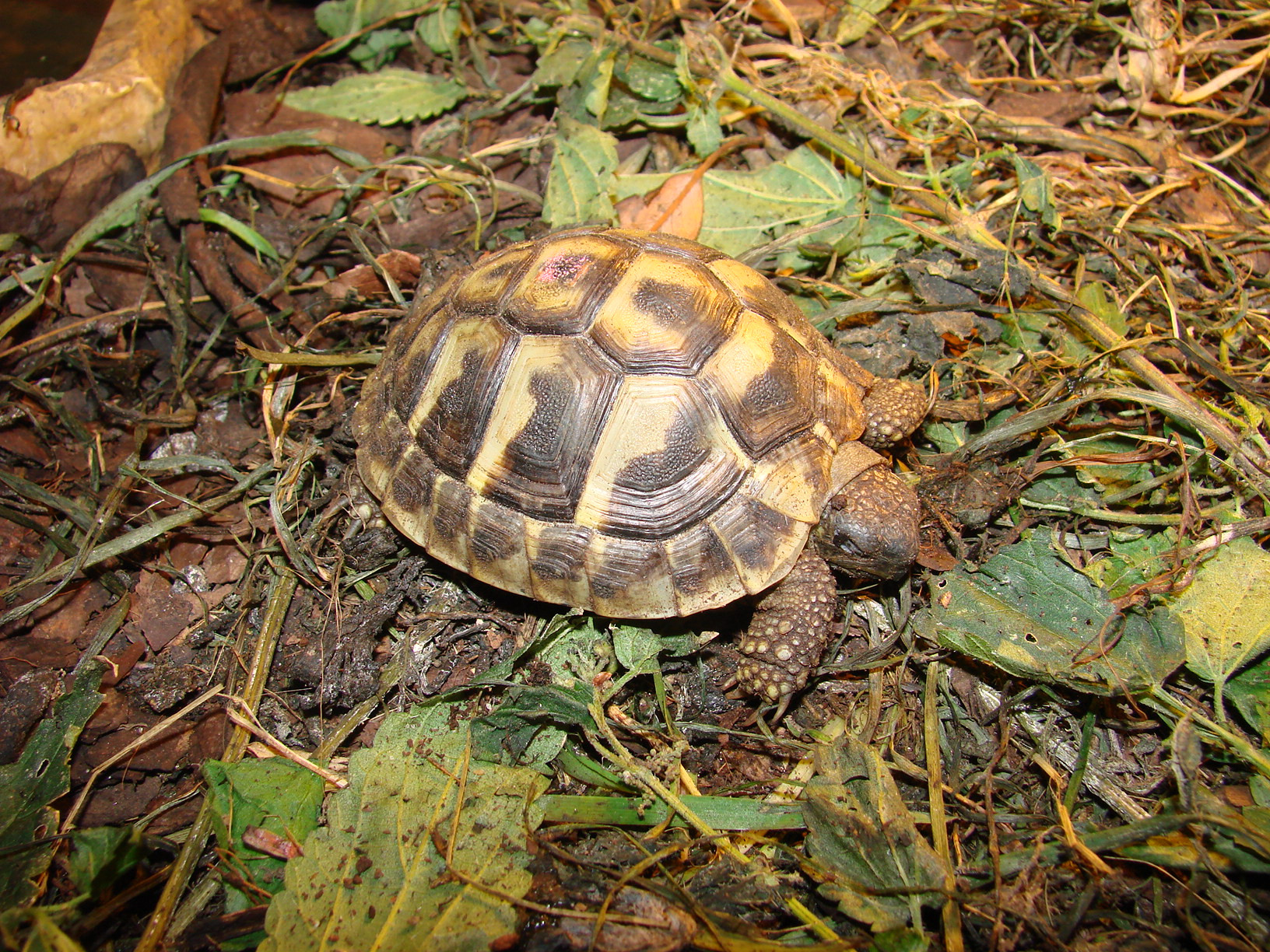żółw grecki